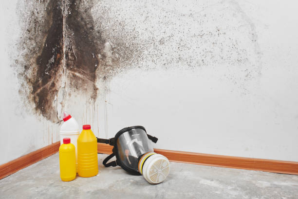 Best Attic Mold Removal  in Bessemer, AL