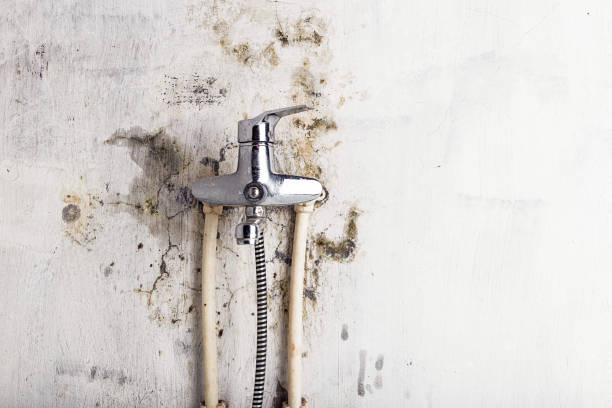 Best Home Mold Removal  in Bessemer, AL