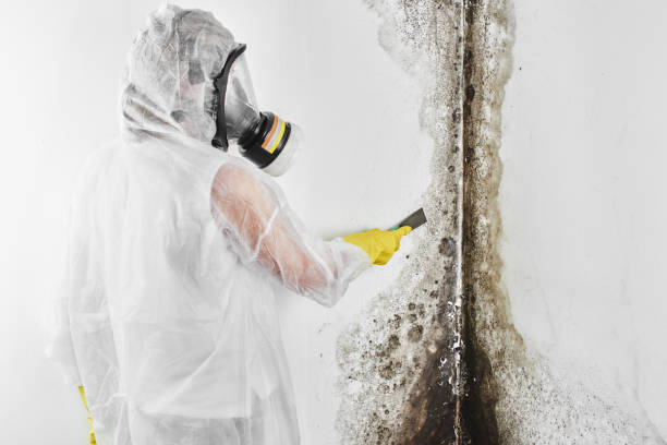 Mold Removal Process in Bessemer, AL