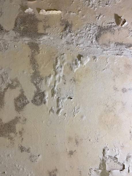 Mold Removal and Inspection in Bessemer, AL